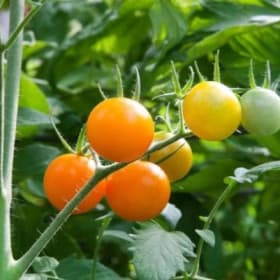 4" Sunsugar Cherry Tomato plant (each) item
