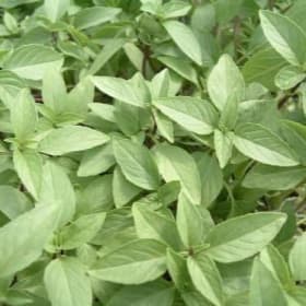 4" Thai Basil Plant (each) item