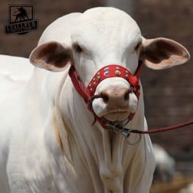 1 Share Cow item