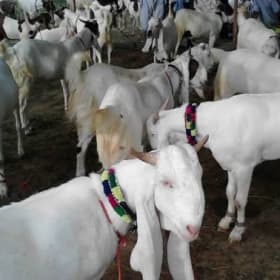 1 Share Goat item