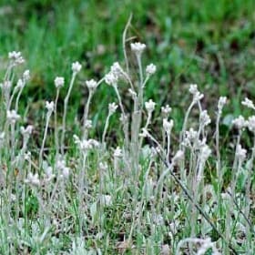 Field Pussytoes - Antennaria neglecta item