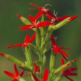 Royal Catchfly - Silene regia item
