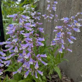 Hairy Penstemon - Penstemon hirsutus item