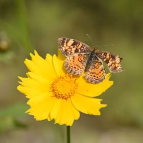 Lance-leaved Coreopsis - Coreopsis lanceolata item