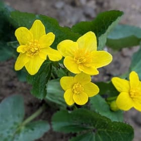 Marsh Marigold - Caltha palustris item