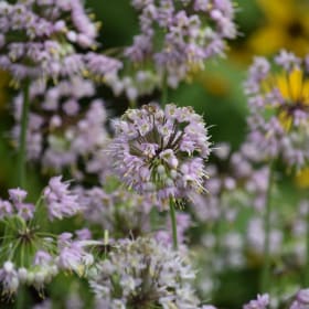 Nodding Wild Onion - Allium cernuum item