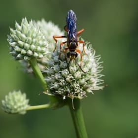 Rattlesnake Master - Eryngium yuccifolium item