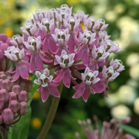 Swamp Milkweed - Asclepias incarnata item