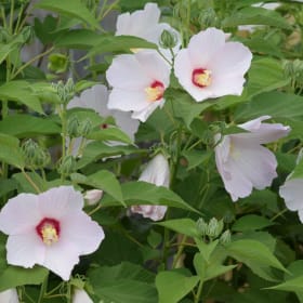 Swamp Rose Mallow - Hibiscus moscheutos item