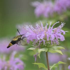 Wild Bergamot - Monarda fistulosa item