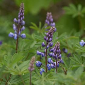 Wild Lupine - Lupinus perennis item