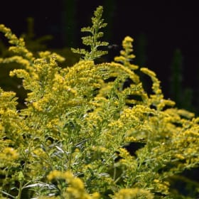 Showy Goldenrod - Solidago speciosa item