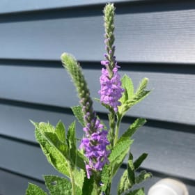 Hoary Vervain - Verbena stricta item