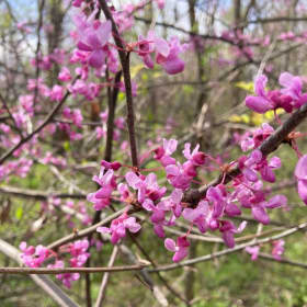 Redbud - Cercis canadensis item