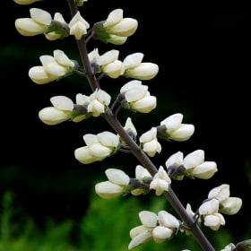 White Wild Indigo - Baptisia alba item