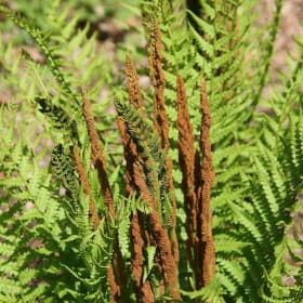 Cinnamon Fern - Osmunda cinnamomea item