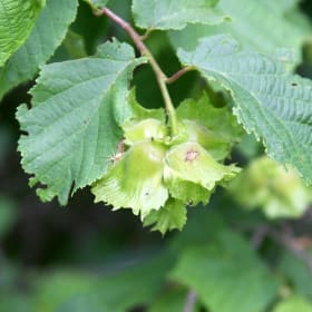 Hazelnut - Corylus americana item