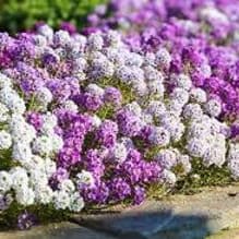 Photo of Alyssum