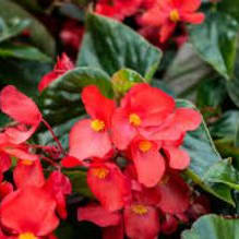Photo of Begonia