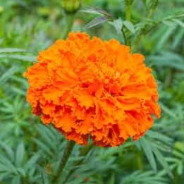 Photo of Marigold