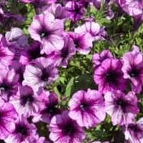 Photo of Petunia