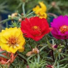 Photo of Portulaca