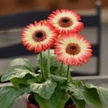 Photo of Gerber Daisy