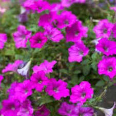 Photo of Super Petunias