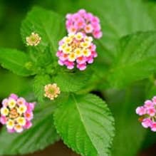 Photo of Lantana