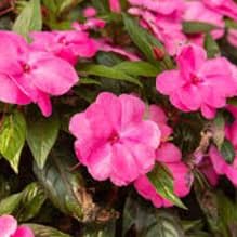 Photo of New Guinea Impatiens