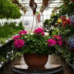 Photo of Geranium Hanging Basket