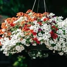Photo of Million Bells Hanging Basket