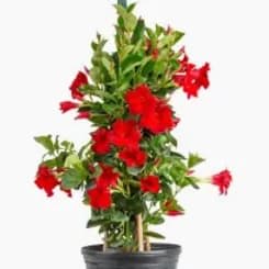 Photo of 10" Mandevilla Red