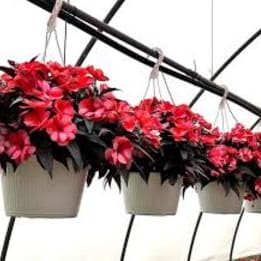 Photo of New Guinea Impatiens Hanging Basket