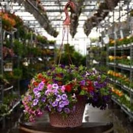 Photo of Growers Choice Mix Hanging Basket