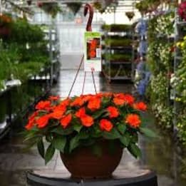 Photo of Sunpatiens Hanging Basket