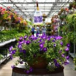 Photo of Super Petunias Hanging Basket