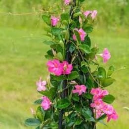 Photo of 10" Mandevilla Pink
