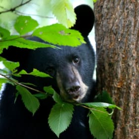 American Bear Association – Passes for 4 item