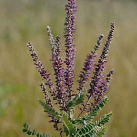 Lead Plant - Amorpha canescens item