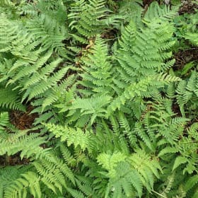 Marginal Wood Fern - Dryopteris marginalis item