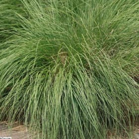 Prairie Dropseed - Sporobolus heterolepis item