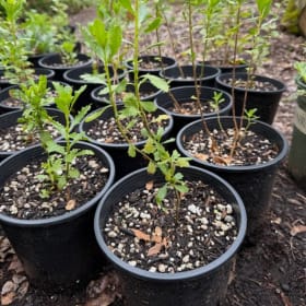 1-gal perennial/shrub item