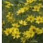 Moist Residential Garden Plants - Large (25 plugs) item