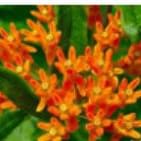 Dry Residential Garden Plants - Small (15 plugs) item