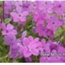 Dry Shade Garden Plants - Small (15 plugs) item
