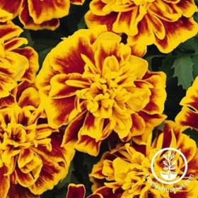 Bonanza Bee Marigold item