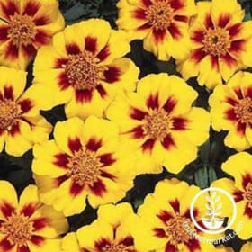 French Disco Marigold item
