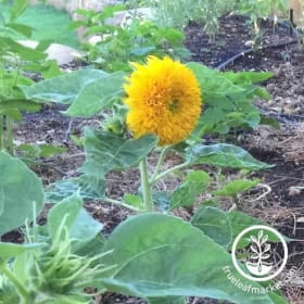 Teddy Bear Sunflower item