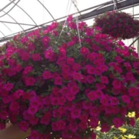 10″ Calibrachoa “Million Belles Petunia” item